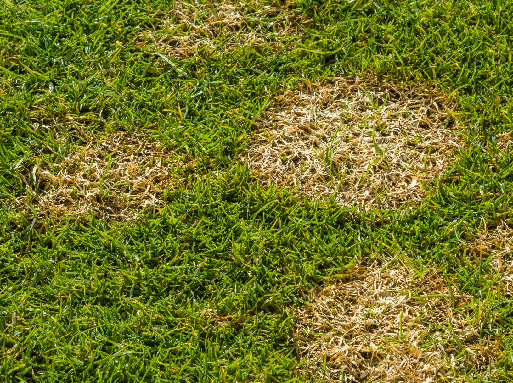 Thin curb turf and evening mosquito habitat context on a Puget Sound lot